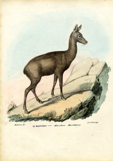 Siberian Musk Deer de Raimundo Petraroja