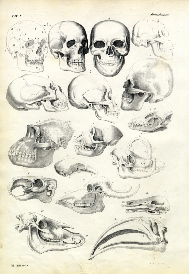 Skulls de Raimundo Petraroja