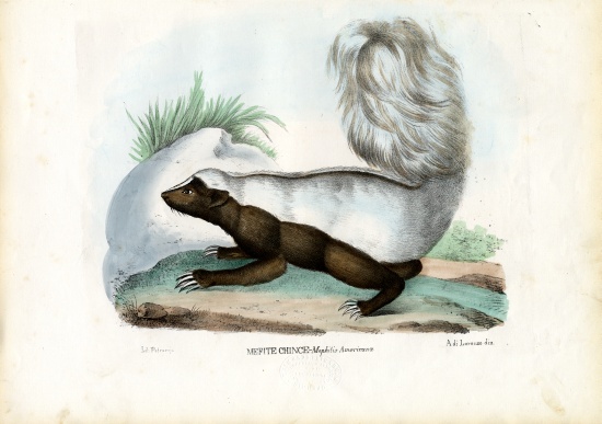 Skunk de Raimundo Petraroja