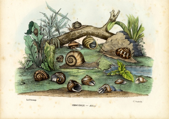 Snails de Raimundo Petraroja