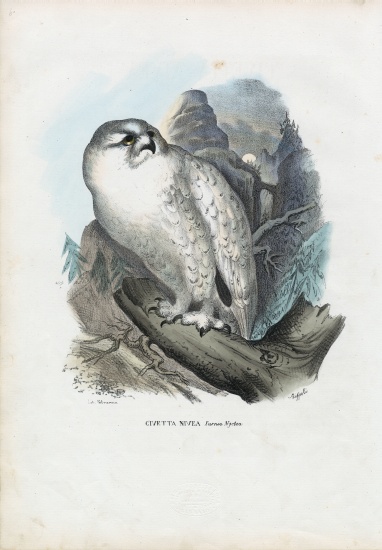 Snowy Owl de Raimundo Petraroja