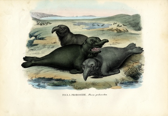 Southern Elaphant Seal de Raimundo Petraroja