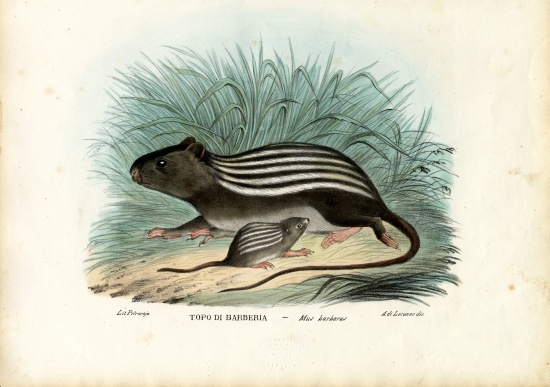 Striped Mouse de Raimundo Petraroja