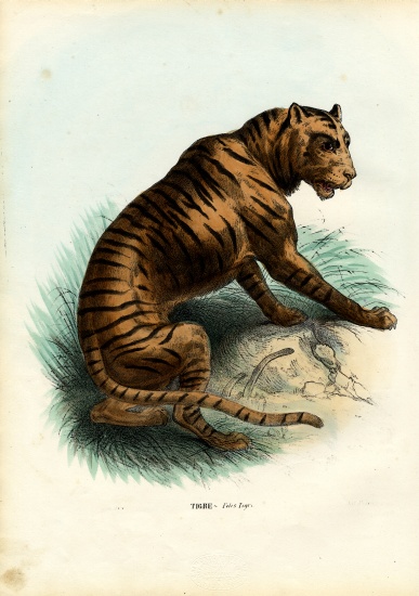 Tiger de Raimundo Petraroja
