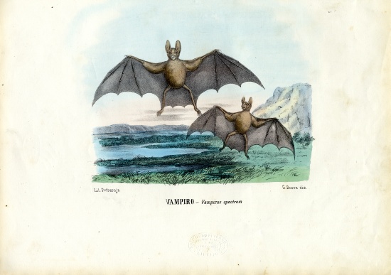 Vampire Bat de Raimundo Petraroja