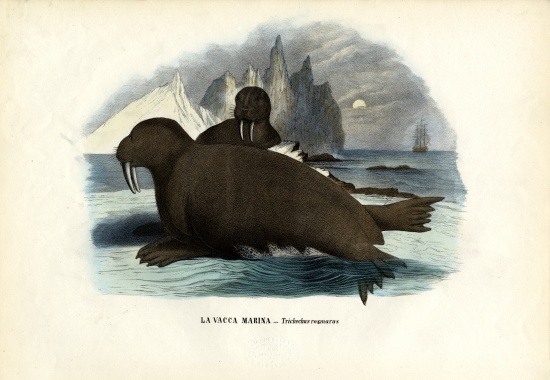 Walrus de Raimundo Petraroja