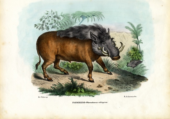 Warthog de Raimundo Petraroja