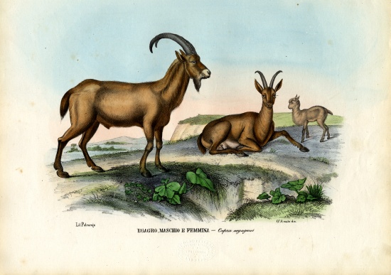Wild Goat de Raimundo Petraroja