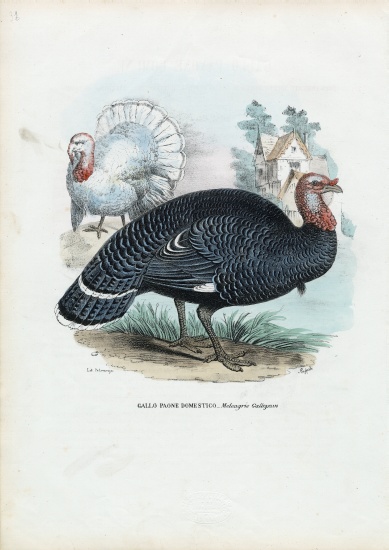 Wild Turkey de Raimundo Petraroja