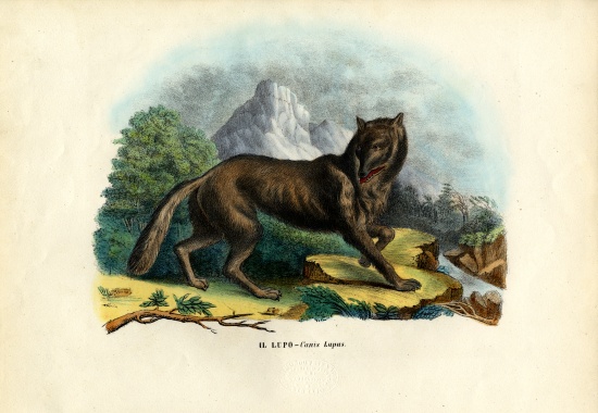 Wolf de Raimundo Petraroja