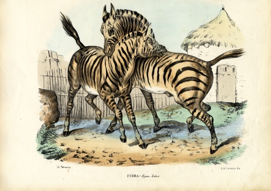 Zebra de Raimundo Petraroja
