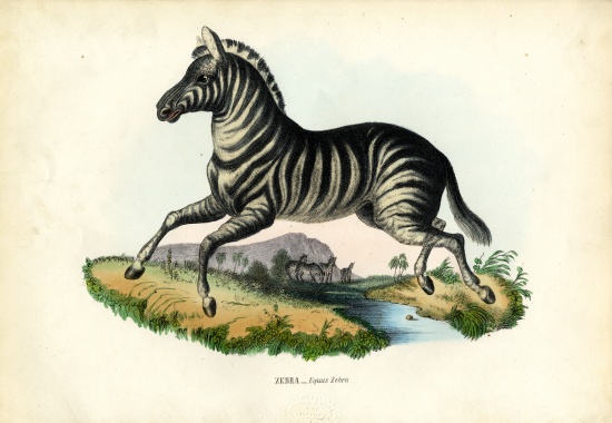 Zebra de Raimundo Petraroja