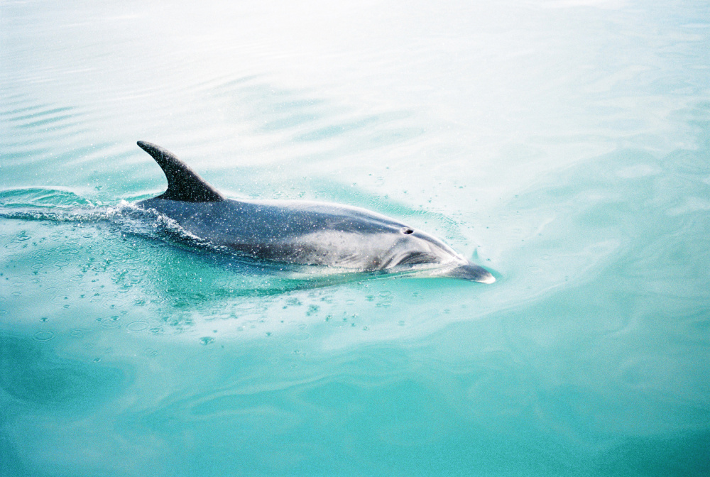 Dolphin N.Z. Northern de Raisa Zwart