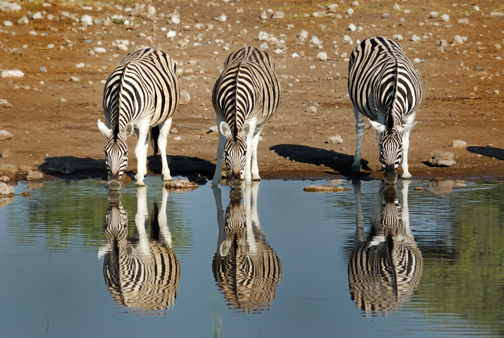 Zebra de Ralf Kayser