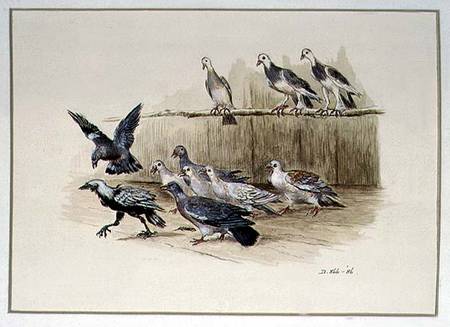 The Jackdaw and the Doves de Randolph Caldecott