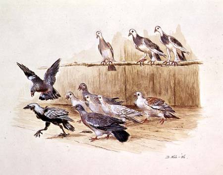 The Jackdaw and the Doves (sketch) de Randolph Caldecott
