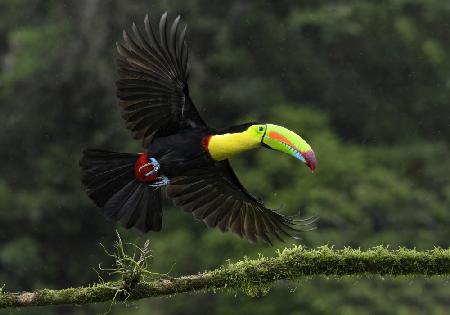 Toucan in flight