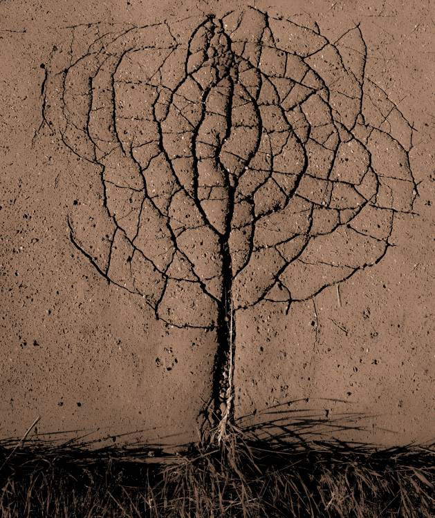 Asphalt tree de Rasto Gallo