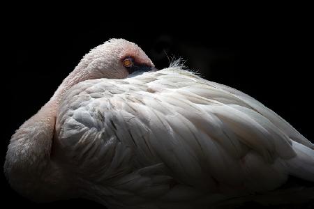 Lesser flamingo