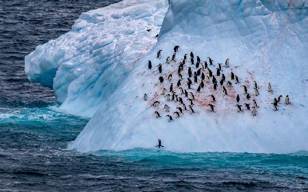 Happy Penguins on the Blue Iceberg