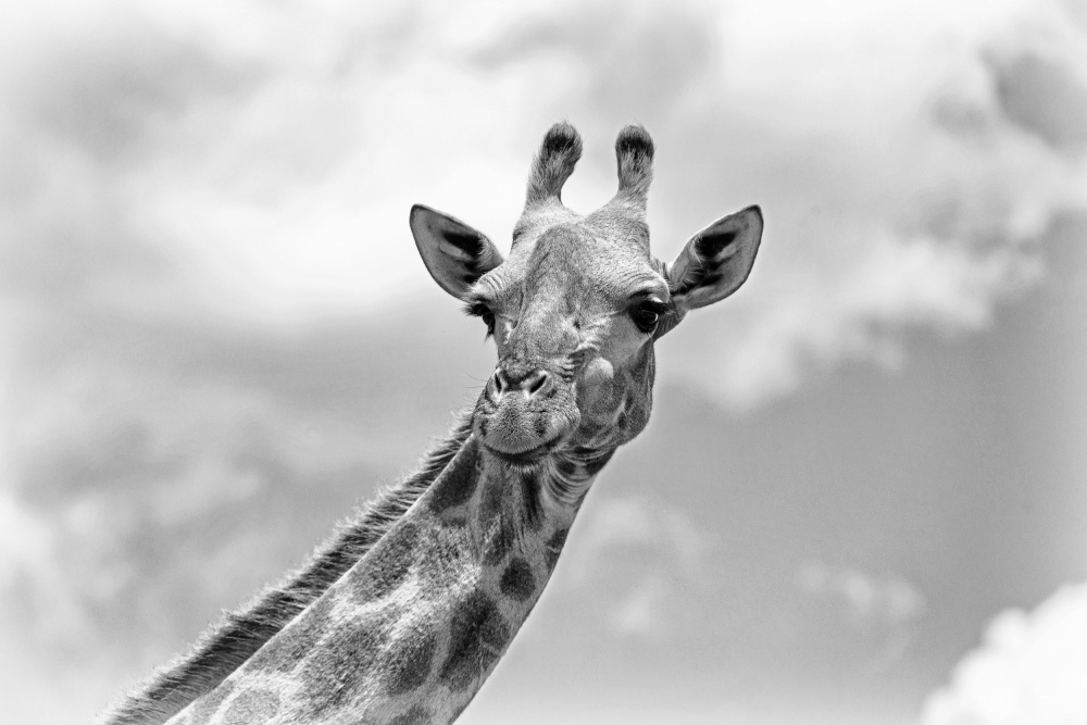 The giraffe - Wildlife V de Regine Richter