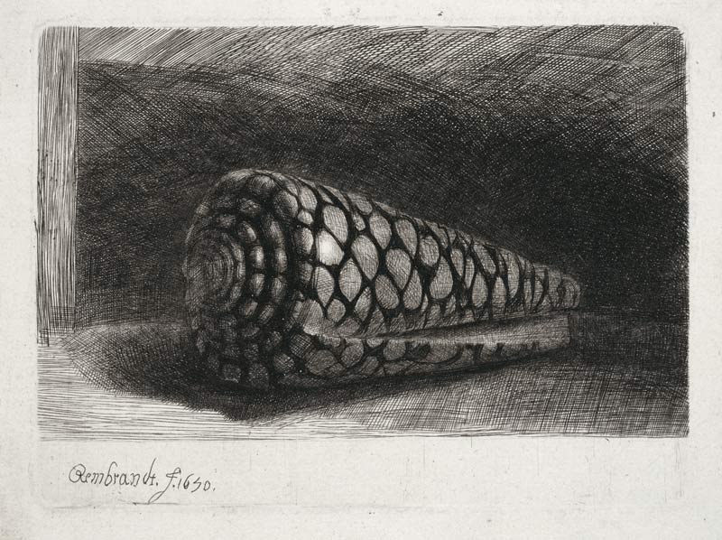 Die Muschel de Rembrandt van Rijn