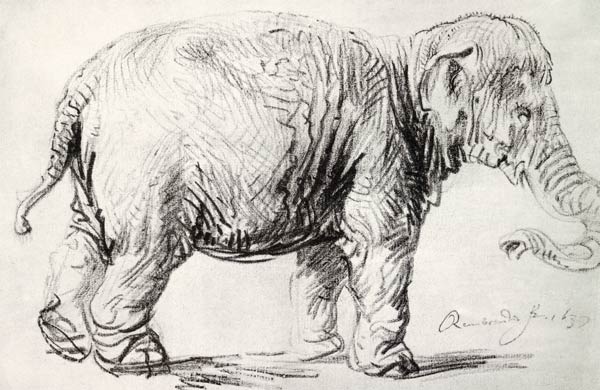 An Elephant de Rembrandt van Rijn