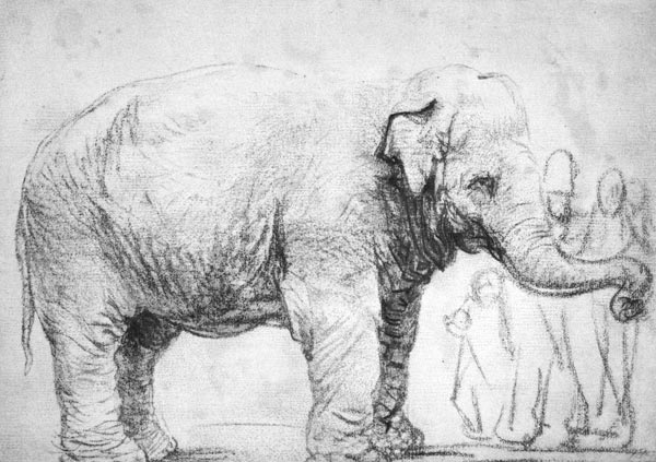 Ein Elefant de Rembrandt van Rijn