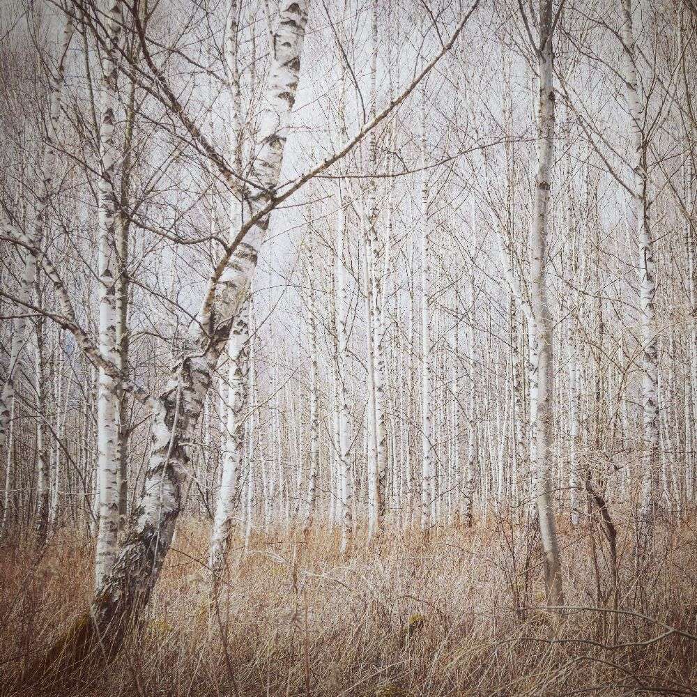 birch forest de Renate Wasinger