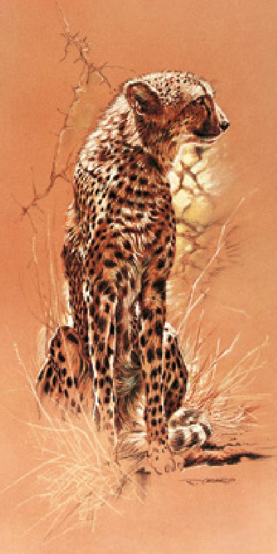 Cheetah de Renato Casaro