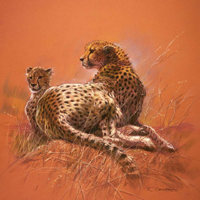 Cheetah Mother de Renato Casaro