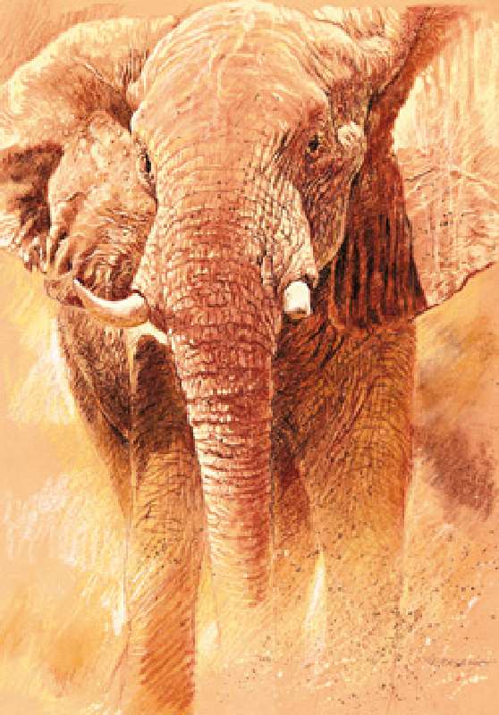 Elefant Study de Renato Casaro