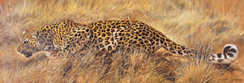 Leopard de Renato Casaro