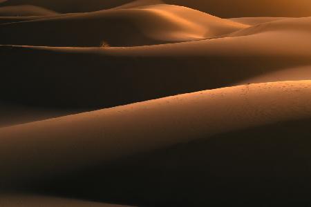 Light in Desert