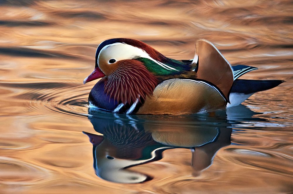 Mandarin duck de Riccardo Mazzoni