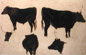 Studies of Long Horned Cattle