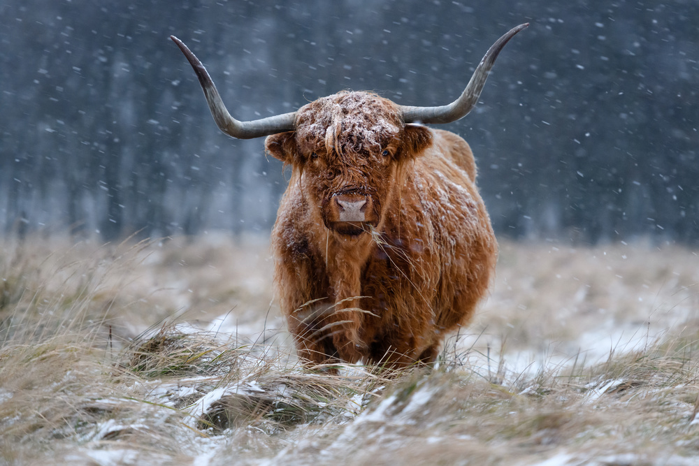 Snowy Highland cow de Richard Guijt