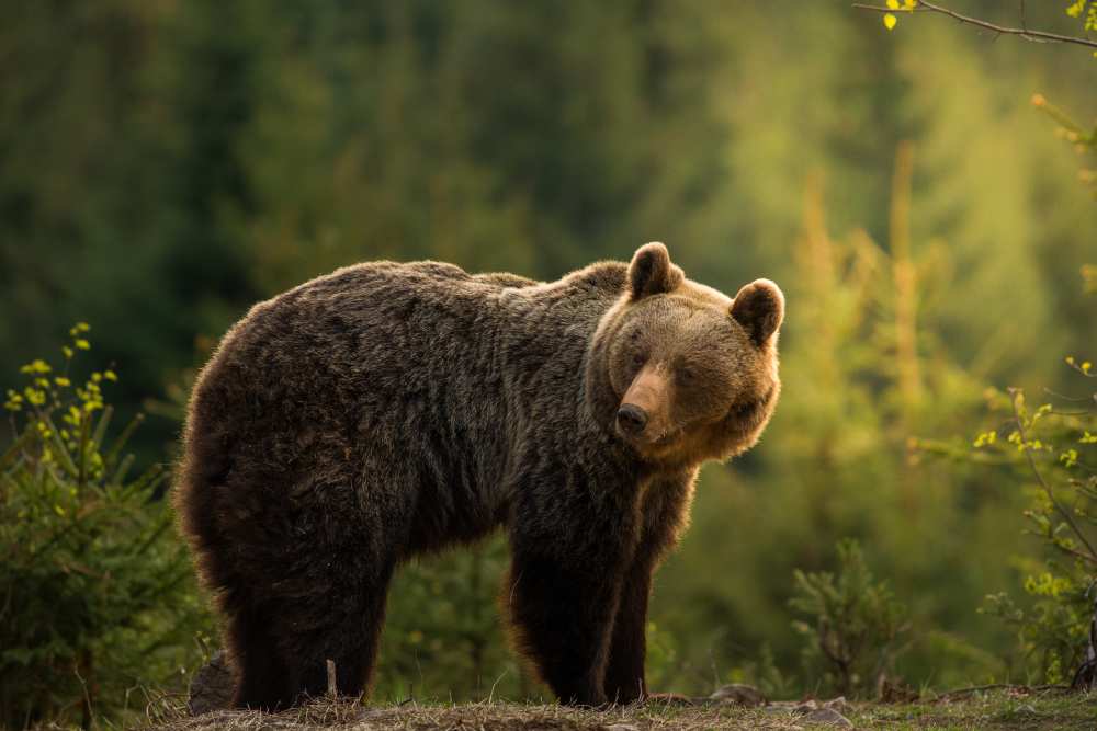 Backlit bear de Richard Krchnak