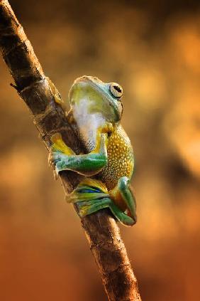 Climb (fotografía de una rana)