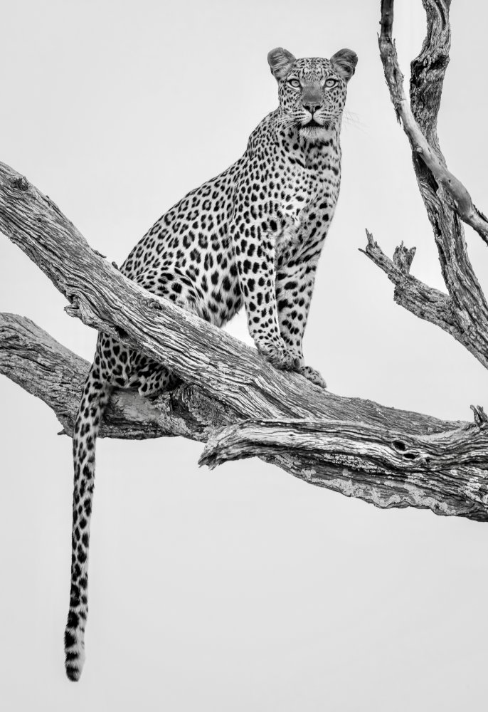 Leopard Portrait - Mono Var de Rob Darby