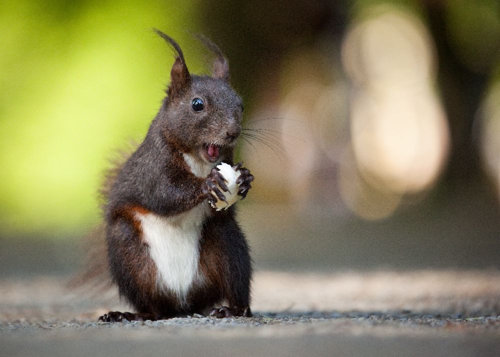 Squirrel de Robert Adamec