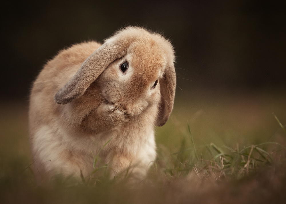 Rabbit de Robert Adamec