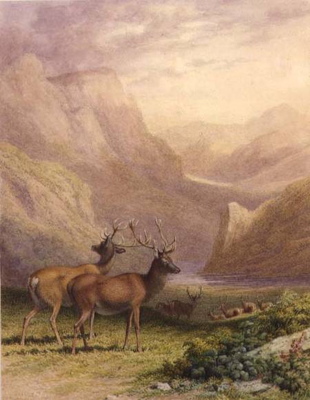 Deer in the Highlands de Robert Hills