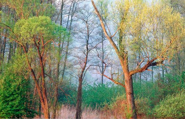 Baumgruppe im roten Morgenlicht, dahinter ein kleiner romantischer Wald de Robert Kalb