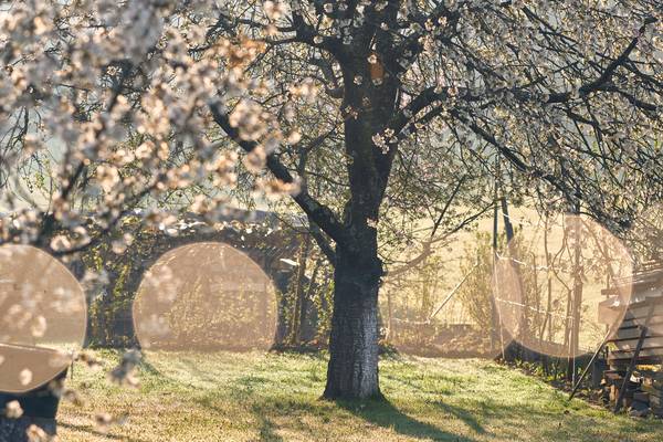 Blühenden Obstbäume im Garten mit Gegenlicht de Robert Kalb