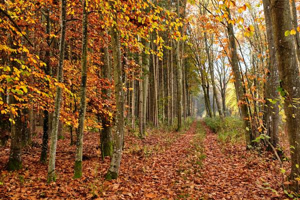 Weg mit Laub durch einen Herbstwald de Robert Kalb