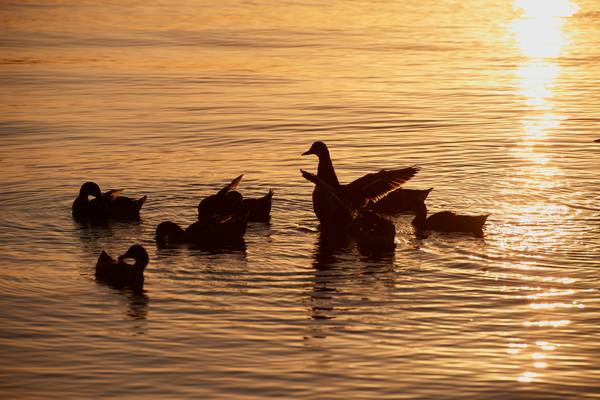Enten im Abendlicht am Lago Trasimeno de Robert Kalb