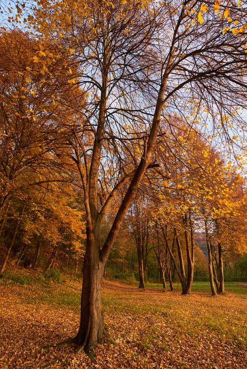 Goldener Herbst im Wienerwald de Robert Kalb