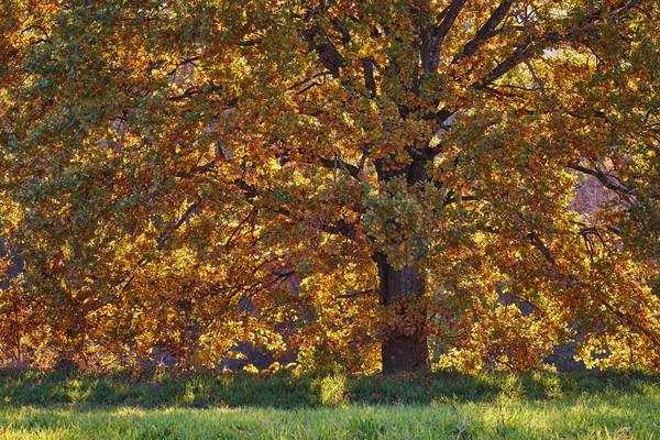 Herbstlich bunte Baumkrone im Gegenlicht de Robert Kalb