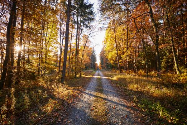 Romantischer Forstweg durch einen goldenen Herbstwald de Robert Kalb